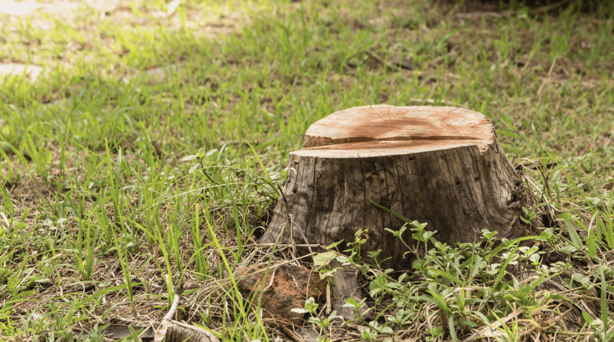 MAIN ADVANTAGES OF STUMP REMOVAL Pros Cons