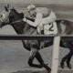 Racehorse Timeline: The Life Of A Racehorse