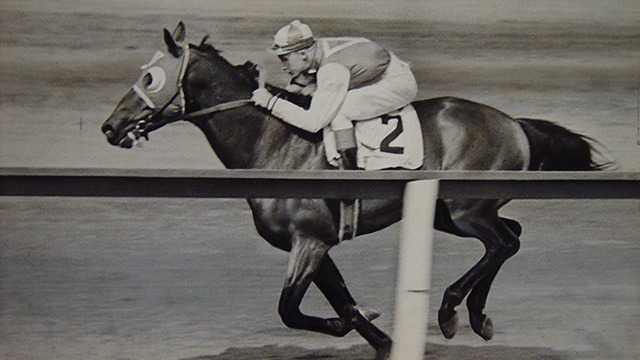 Racehorse Timeline: The Life Of A Racehorse