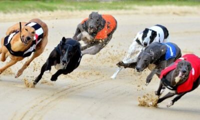 What Are the Factors That Affect Greyhound Racing Odds and How to Use Them to Your Advantage