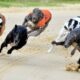 What Are the Factors That Affect Greyhound Racing Odds and How to Use Them to Your Advantage