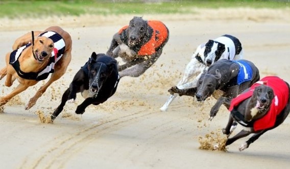 What Are the Factors That Affect Greyhound Racing Odds and How to Use Them to Your Advantage