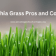 Bahia Grass Pros and Cons