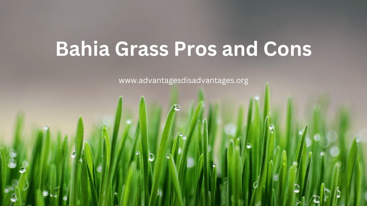 Bahia Grass Pros and Cons