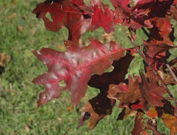 Delving into Shumard Oak Drawbacks