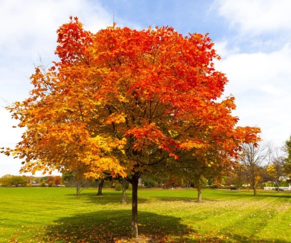 Shumard Oak Leaf Identification and Planting Tips