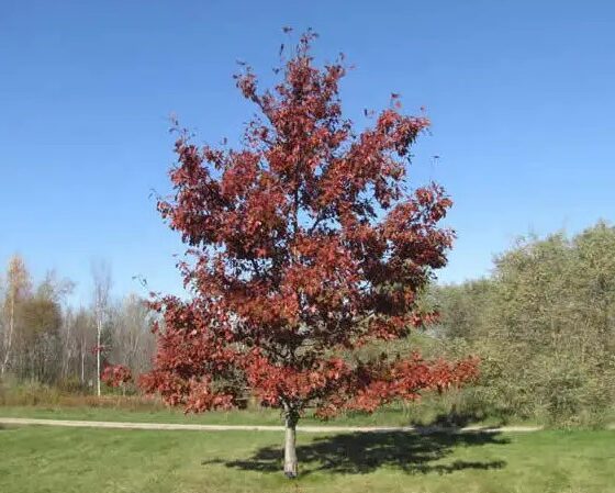 Shumard Oak Pros and Cons