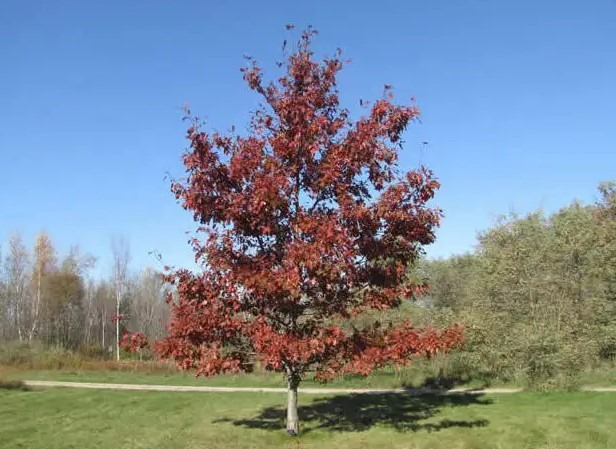 Shumard Oak Pros and Cons