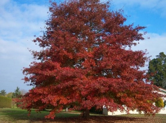 Shumard Oak Versus Other Oak Species