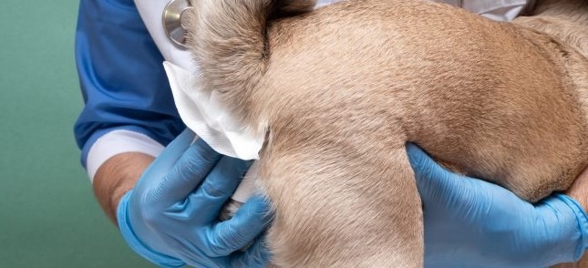 Signs that Your Dog Needs Anal Gland Expression