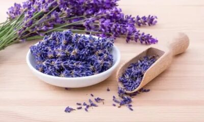 Smoking Lavender: Pros and Cons