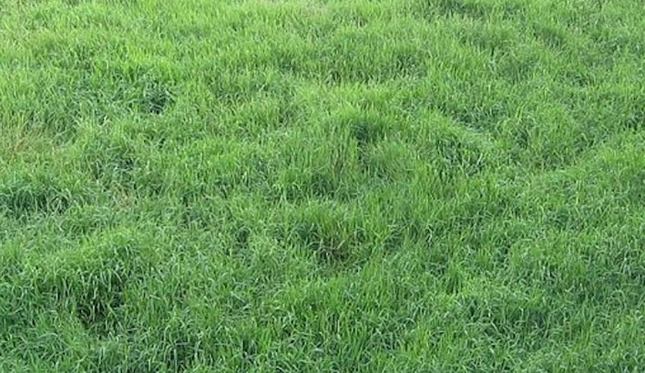 Understanding Bahia Grass Pros and Cons