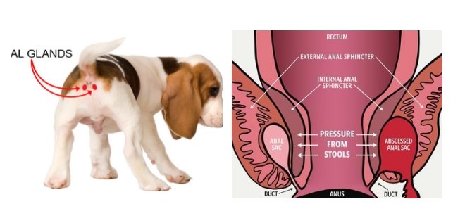 What are Anal Glands and their Functions in Dogs?