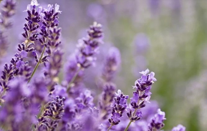 What are the benefits of smoking lavender?