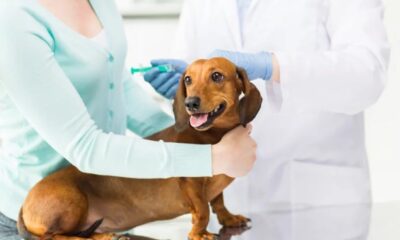 dog gland removal pros and cons