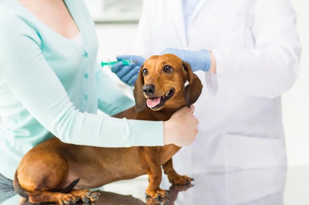 dog gland removal pros and cons