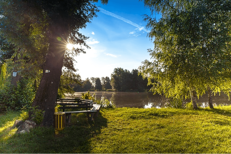 A bench and trees in a park