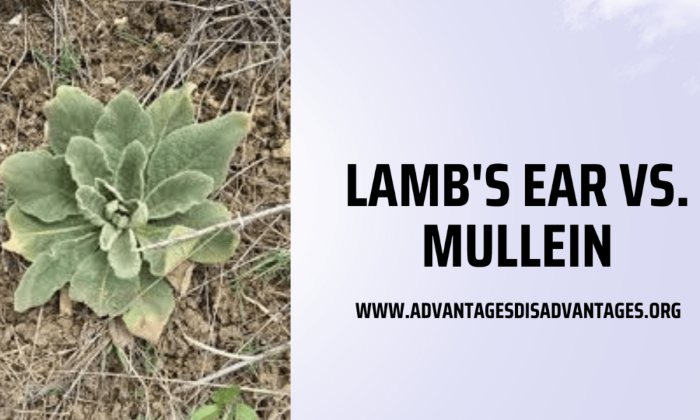 Lamb's Ear vs. Mullein (What is the Difference) Pros Cons