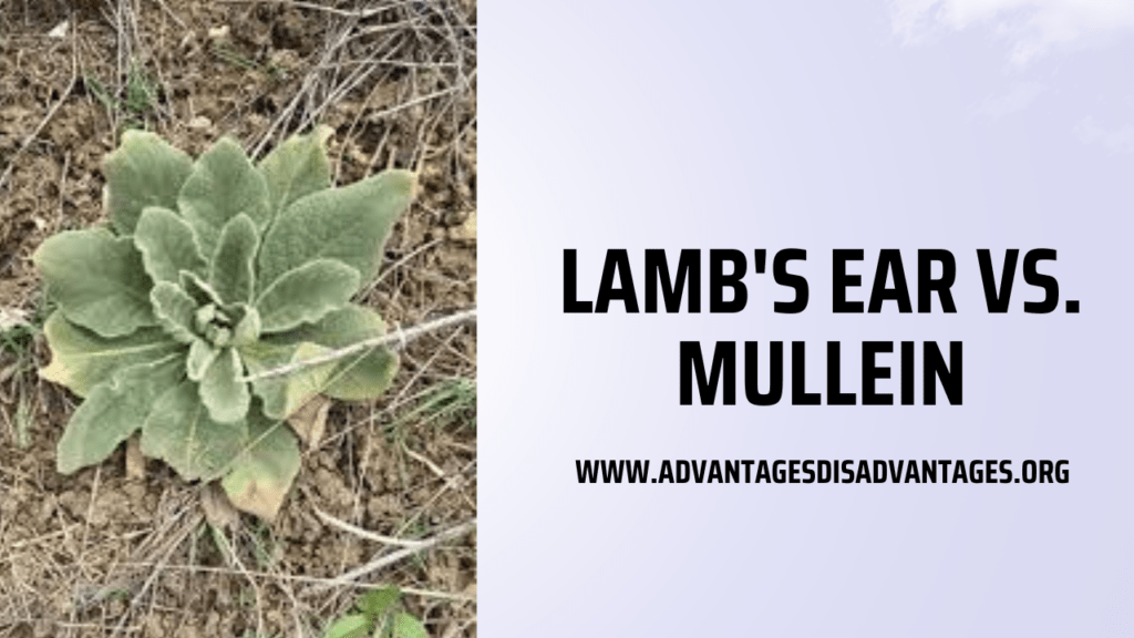 Lamb's Ear vs. Mullein (What is the Difference) Pros Cons