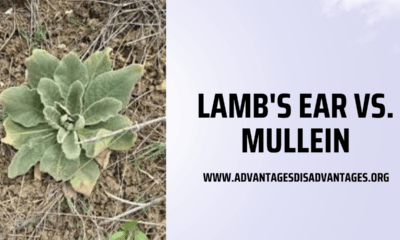 Lambs-Ear-vs.-Mullein