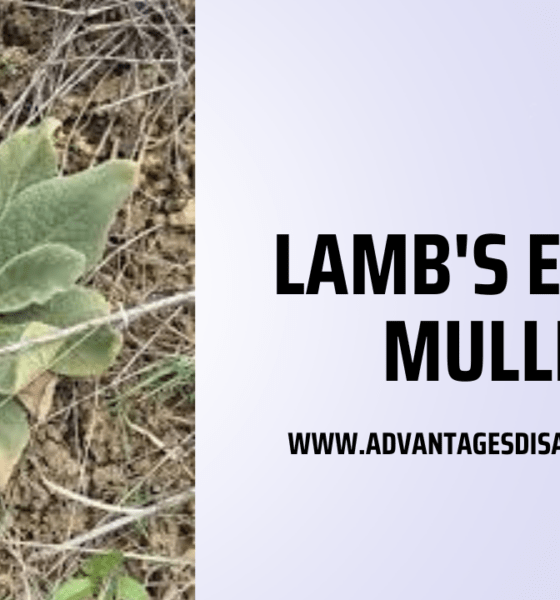 Lambs-Ear-vs.-Mullein