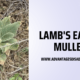 Lambs-Ear-vs.-Mullein