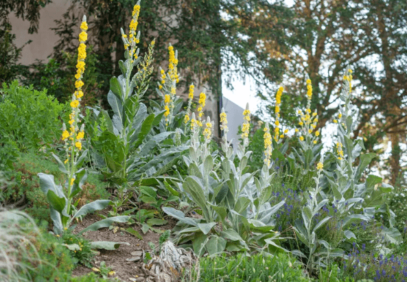 Mullein Landscaping and Gardening